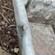 Old zinc trough/vintage planter