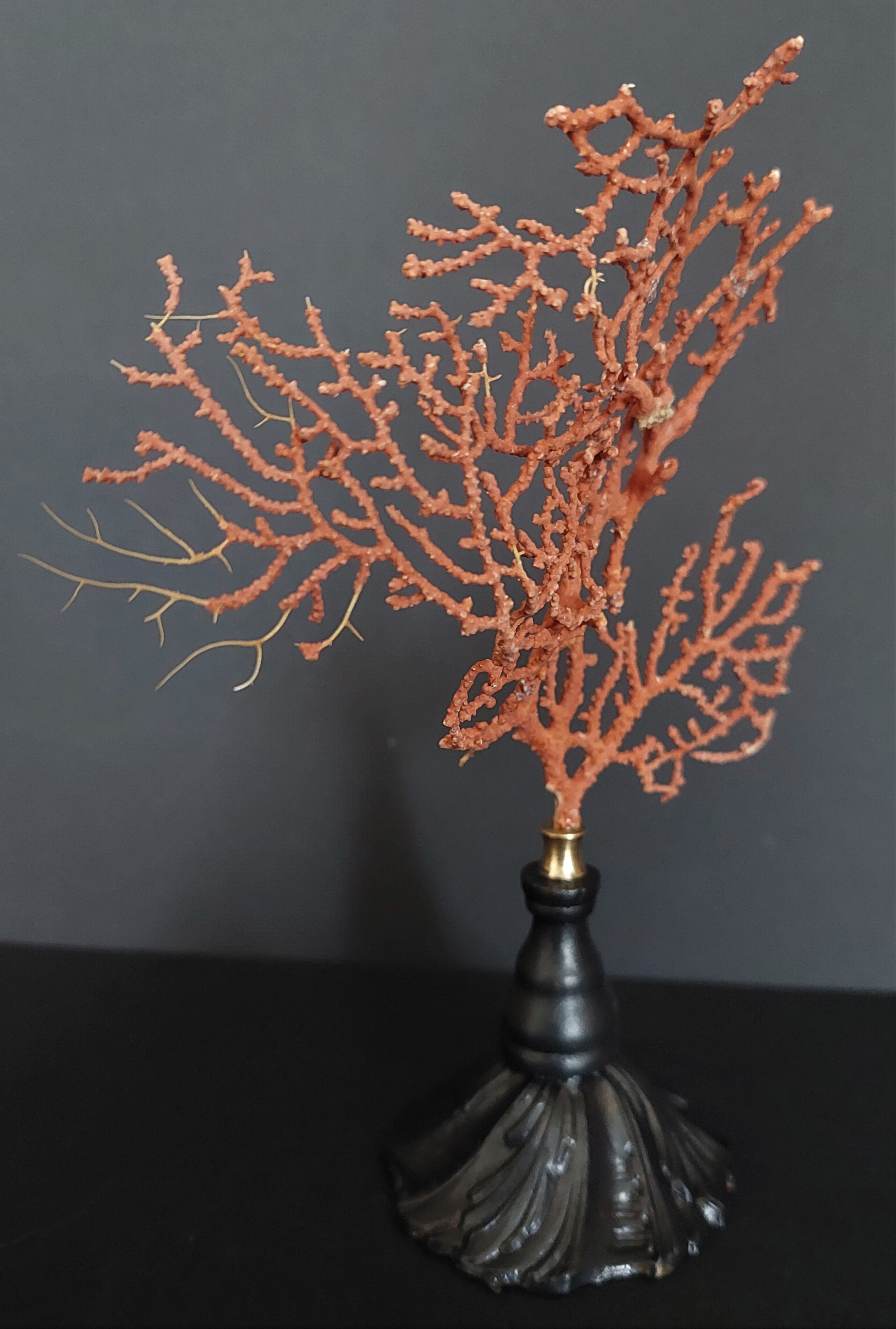 Cabinet of Curiosities red gorgon paramuricea clavata on base