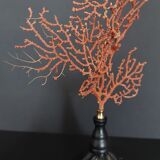 Cabinet of Curiosities red gorgon paramuricea clavata on base