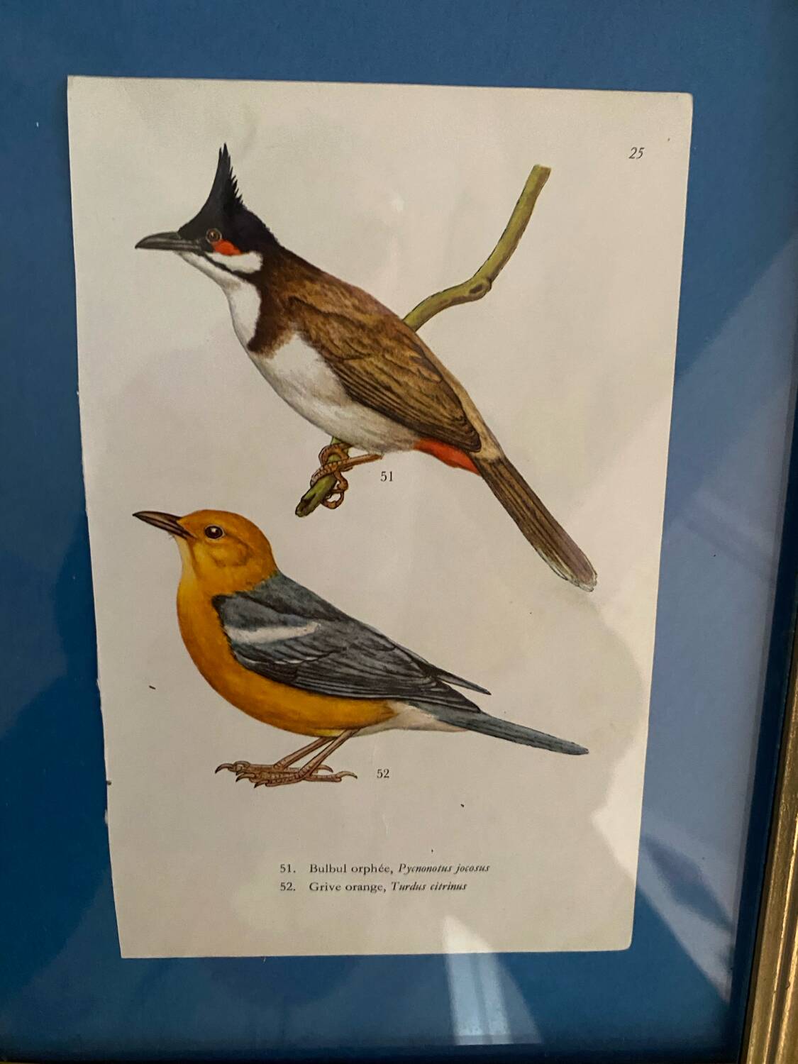 Ornithological frames “birds in cages”.