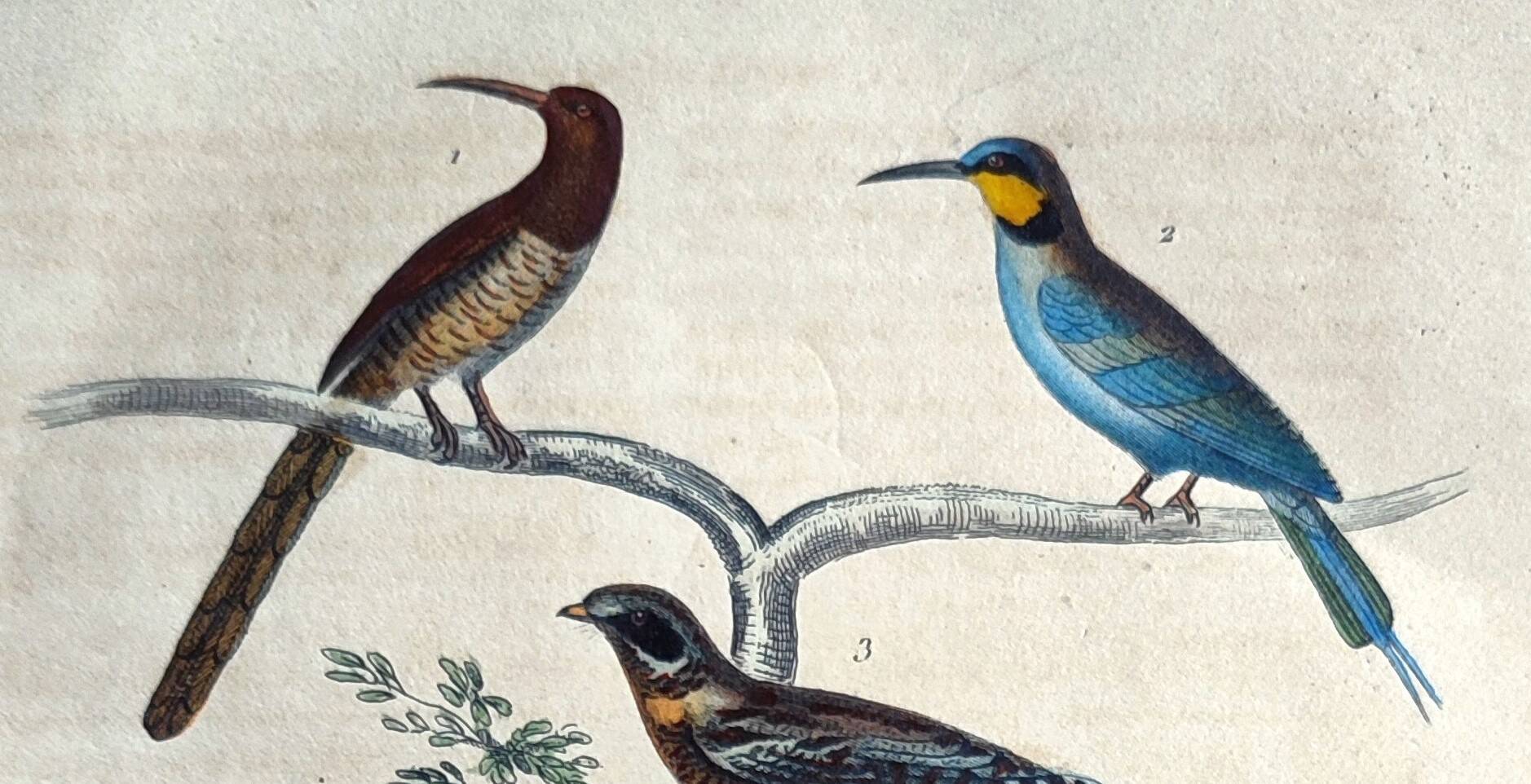 Original ornithological plate "Striped Promerops, Common Bee-eater, Buffon's Nightjar, 1838"