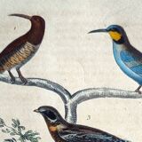 Planche ornithologique originale " Promerops rayé, Guépier commun, Angoulevent de Buffon, 1838