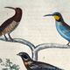Original ornithological plate "Striped Promerops, Common Bee-eater, Buffon's Nightjar, 1838"