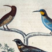 Original ornithological plate "Striped Promerops, Common Bee-eater, Buffon's Nightjar, 1838"