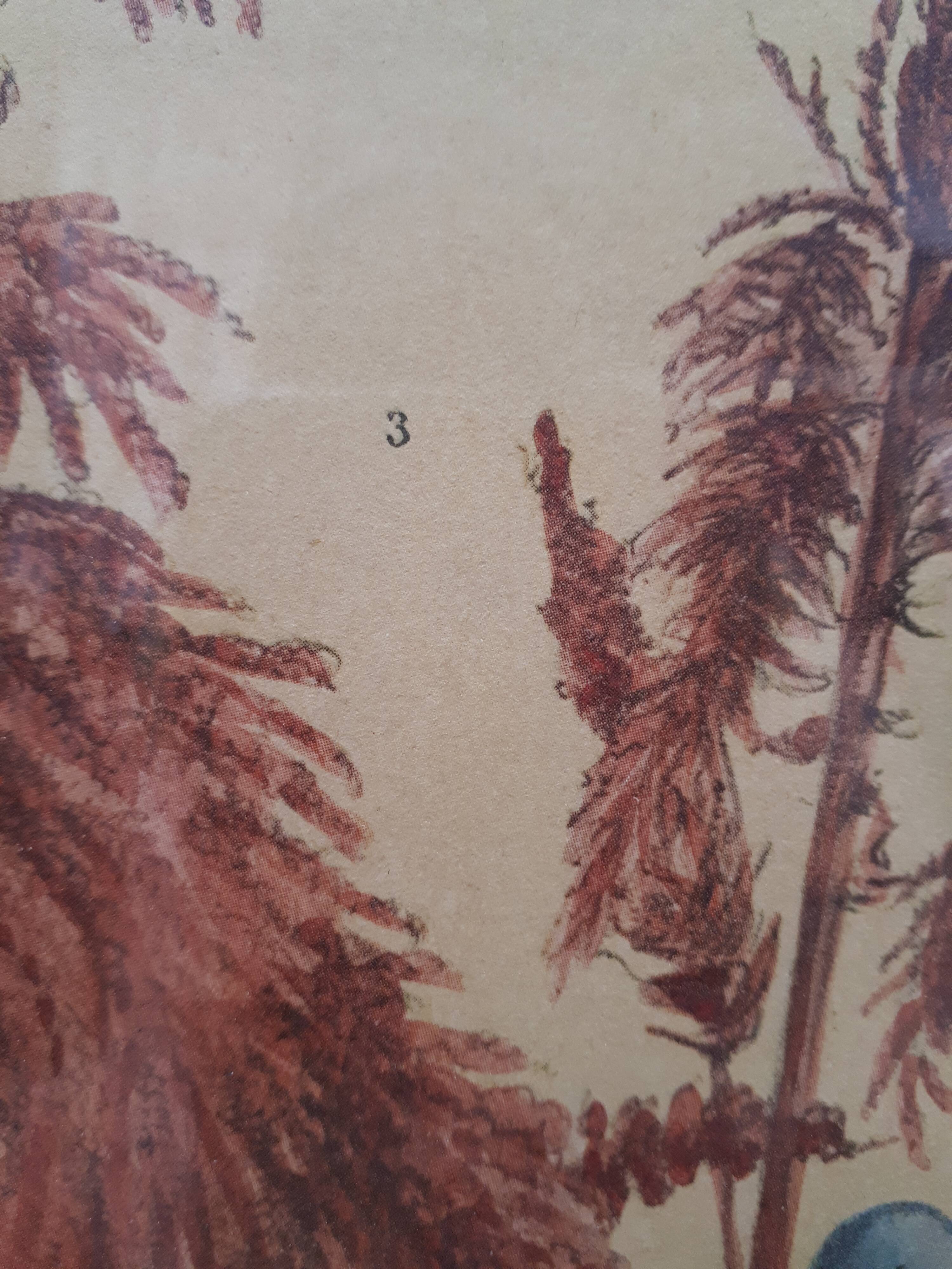 Poster ancient botanical flowers