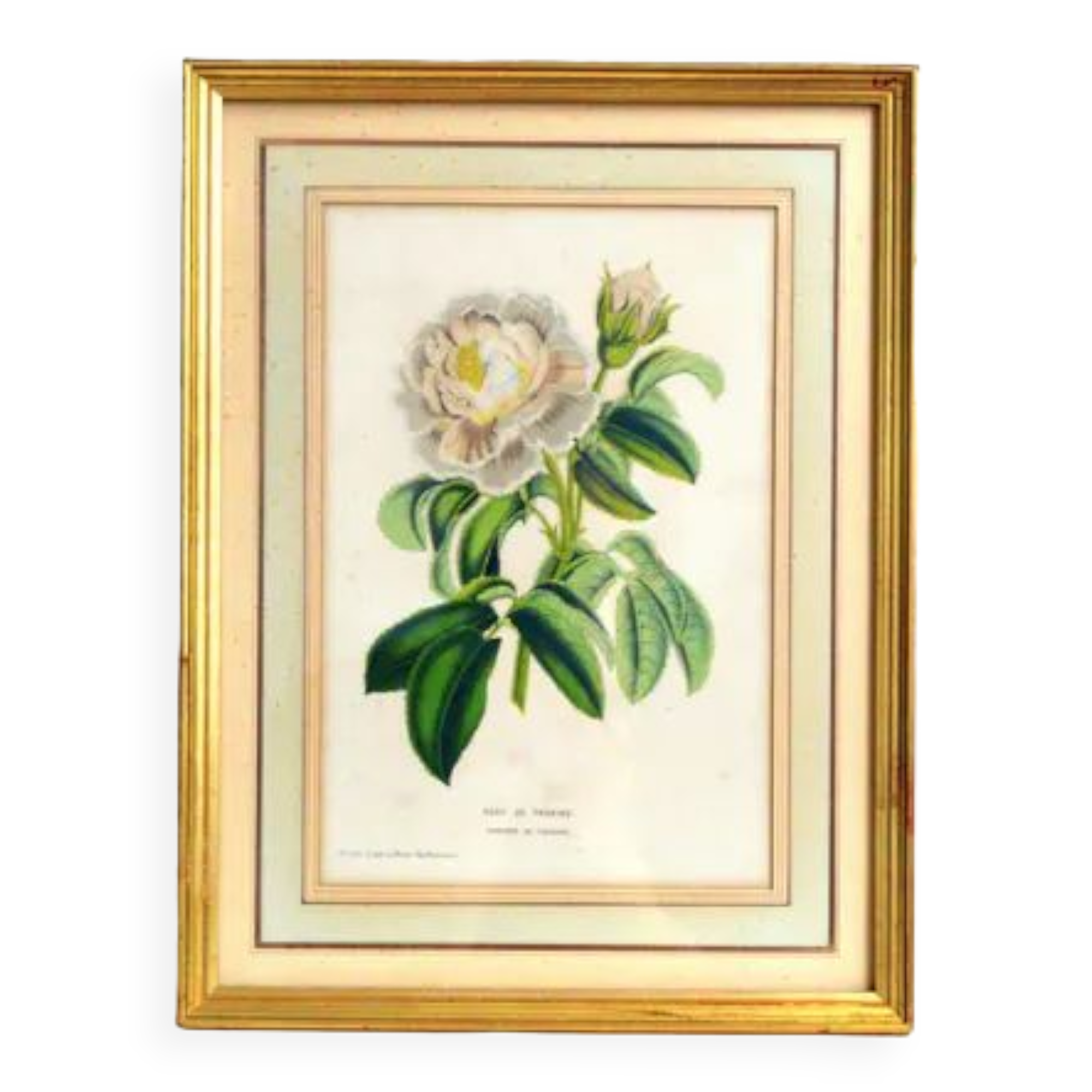 Botanical frame Rose de Provins