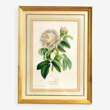 Botanical frame Rose de Provins