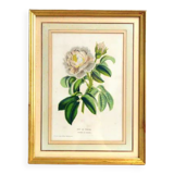 Botanical frame Rose de Provins