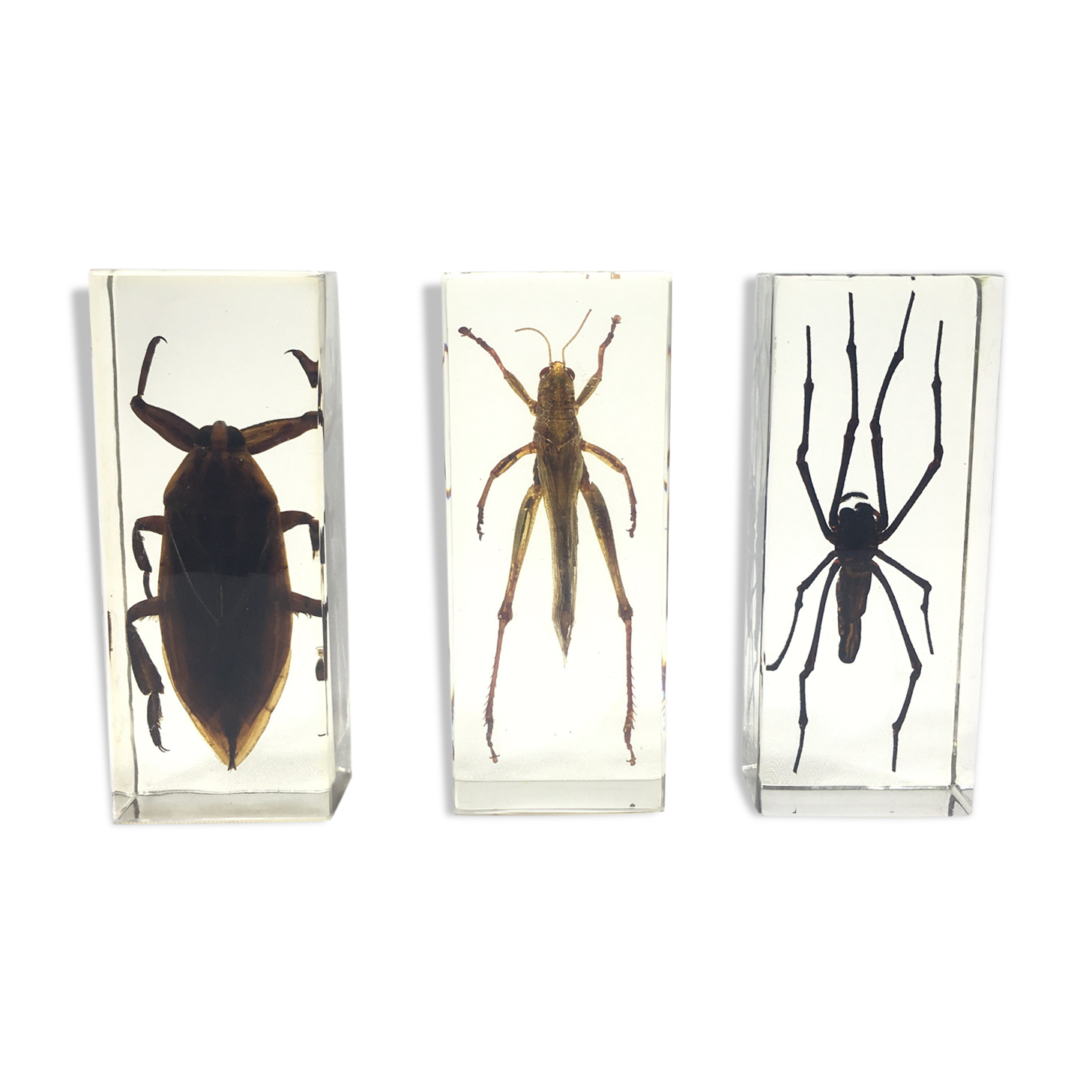 Lot of 3 insects under inclusion resin