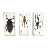 Lot of 3 insects under inclusion resin