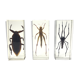 Lot of 3 insects under inclusion resin