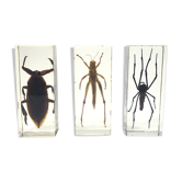 Lot of 3 insects under inclusion resin