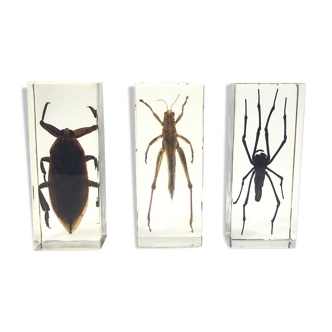 Lot of 3 insects under inclusion resin