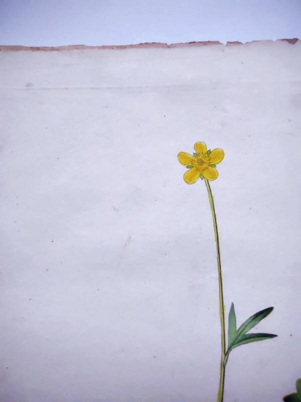 Antique botanical engraving from 1829 - Lapland buttercup - By PA Poiteau