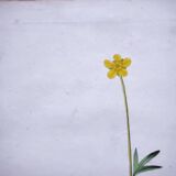 Antique botanical engraving from 1829 - Lapland buttercup - By PA Poiteau