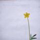 Antique botanical engraving from 1829 - Lapland buttercup - By PA Poiteau
