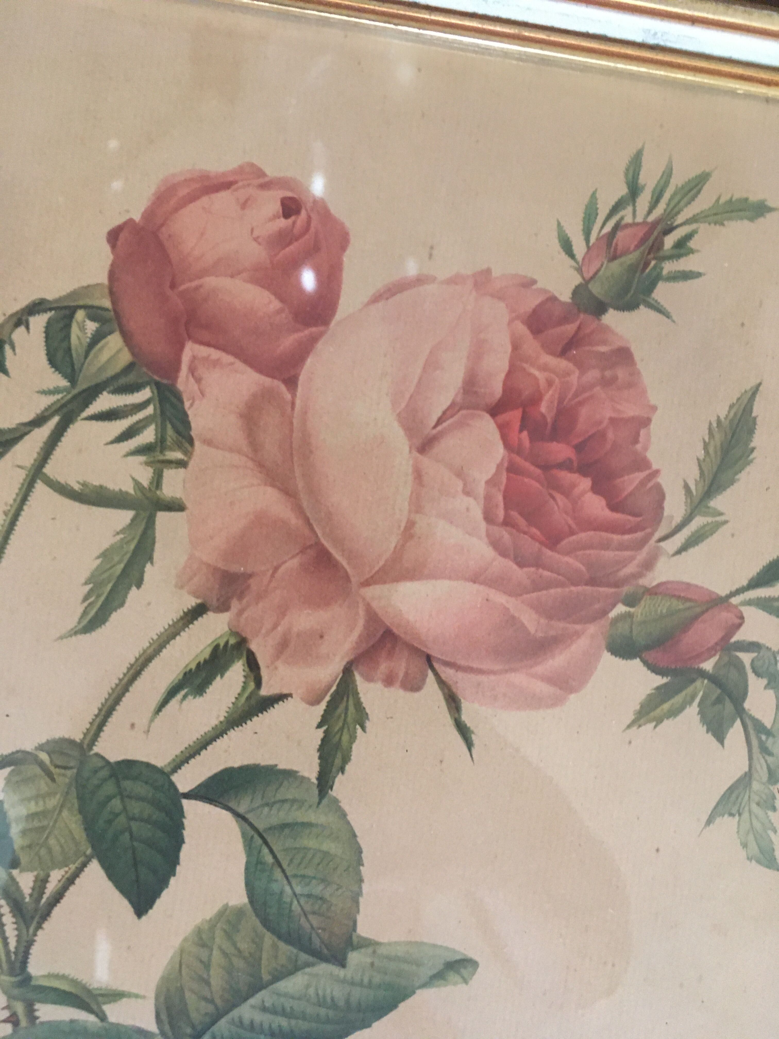 Two botanical plates.