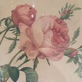 Two botanical plates.