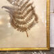 Ancient herbarium – Fern under glass