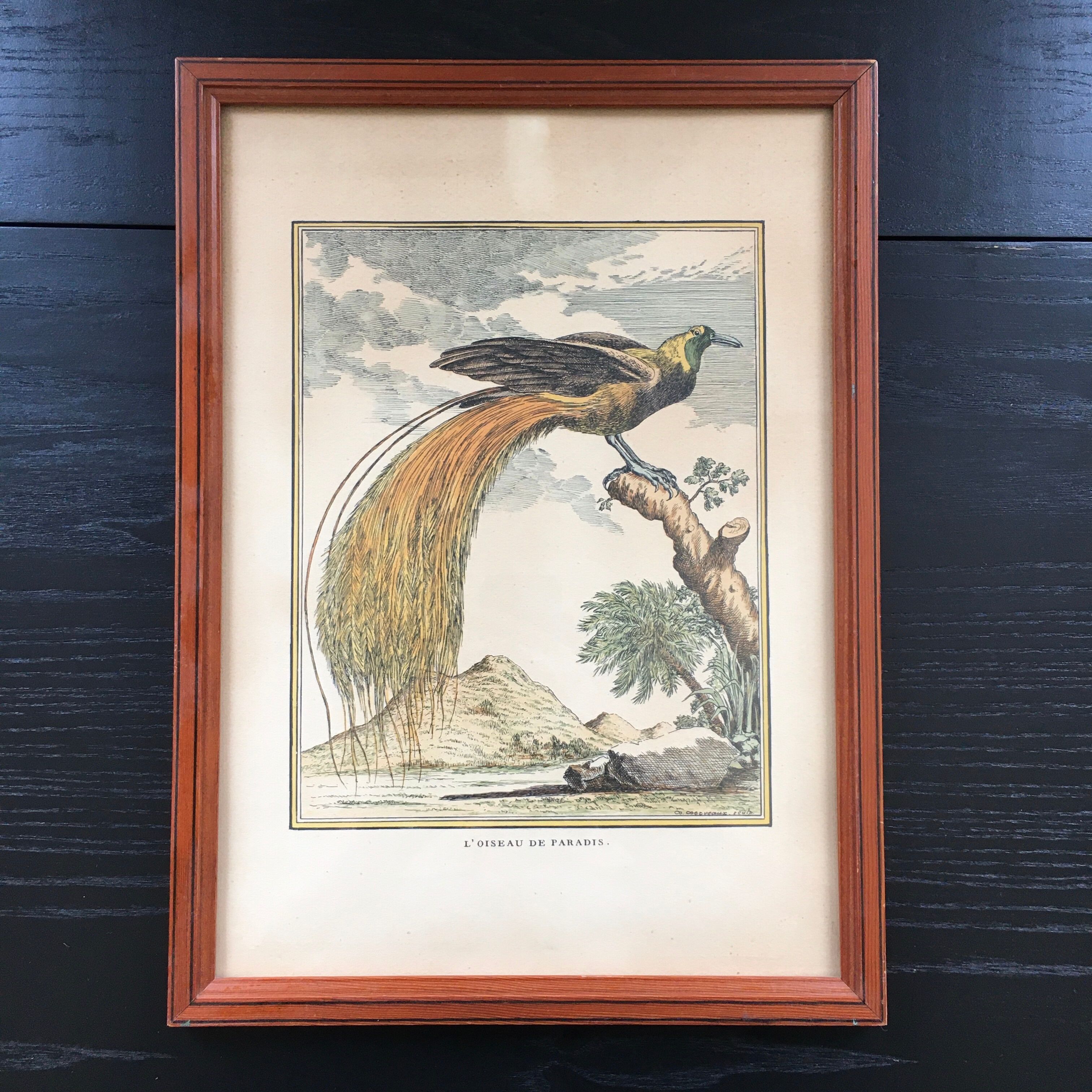 Illustration the bird of paradise
