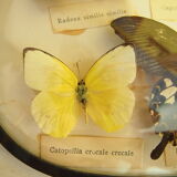 Planche papillons