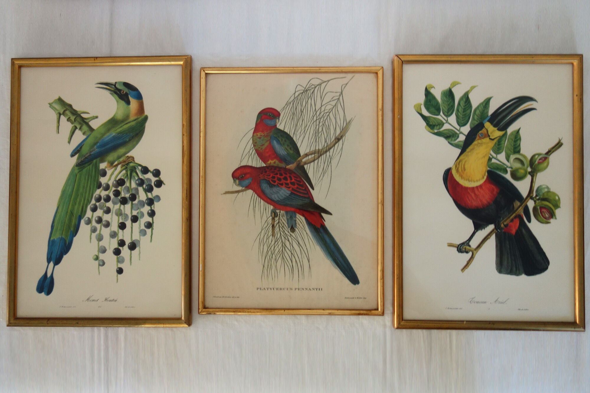 3 framed antique bird engravings