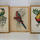 3 framed antique bird engravings