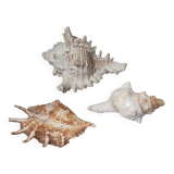 Decorative shells