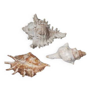 Coquillages décoratifs