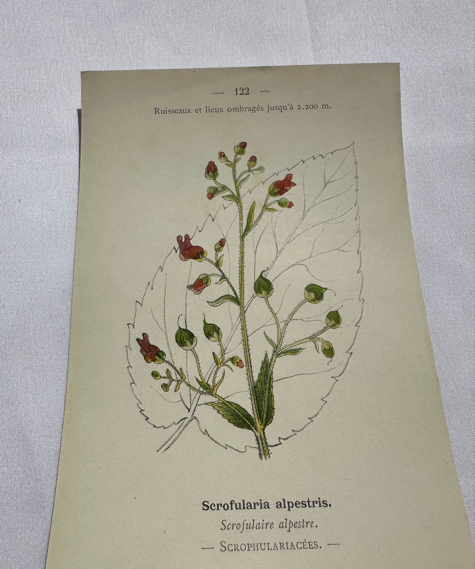 Botanical plate naturalist engraving flower plant double-sided