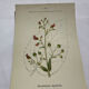 Botanical plate naturalist engraving flower plant double-sided