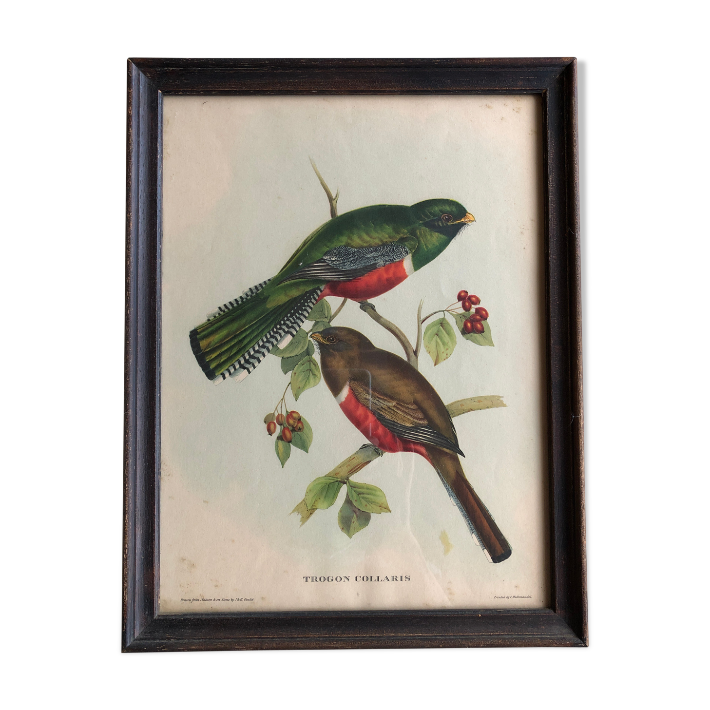 Bird engraving "trogon collaris"