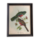Gravure oiseau « trogon collaris »