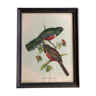 Bird engraving "trogon collaris"