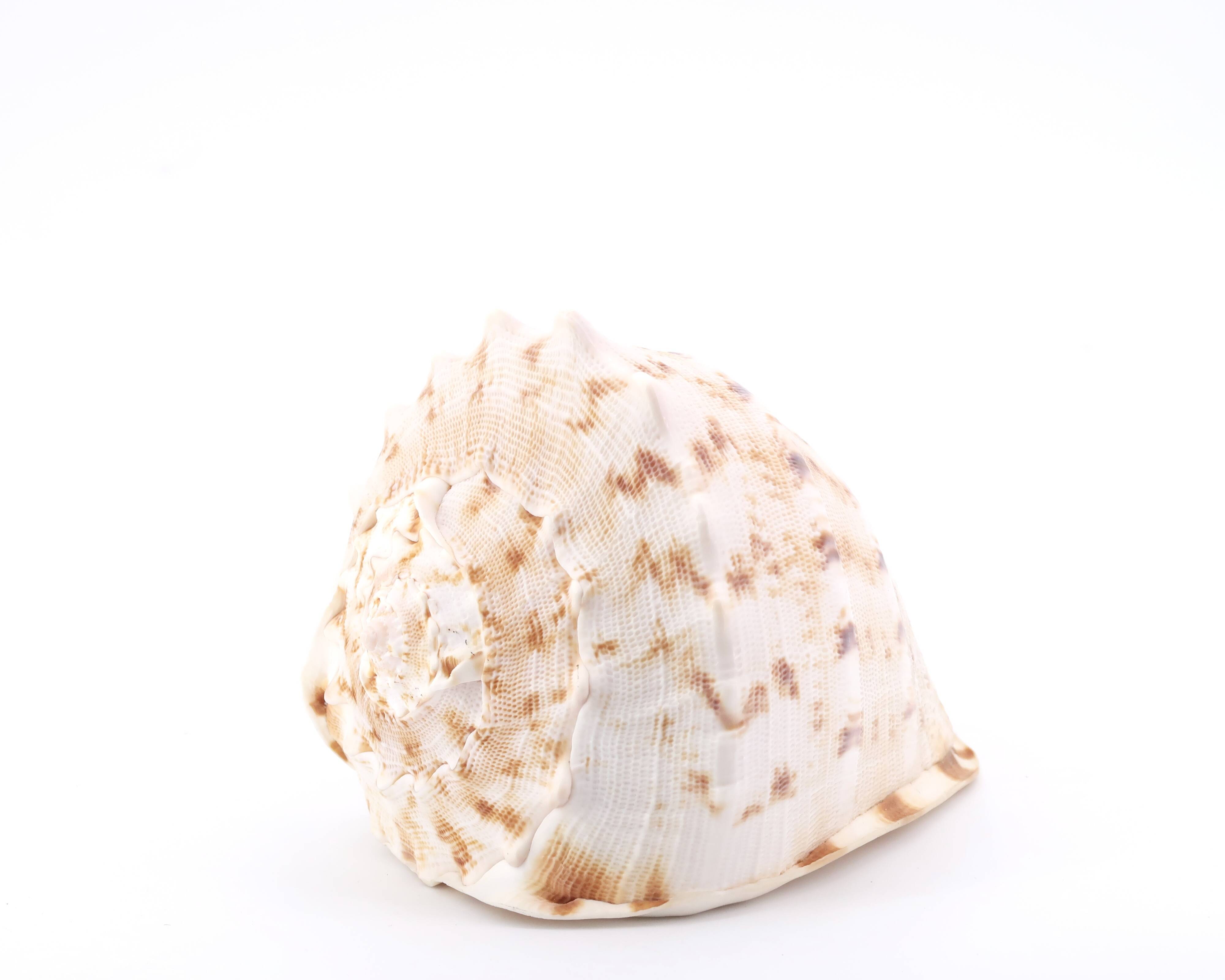 Coquillage beige et blanc spirale, années 60