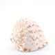 Coquillage beige et blanc spirale, années 60