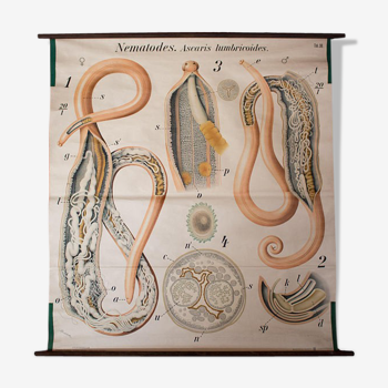 Displays the beginning of the 20th century vintage Paul Pfurtscheller Zoological wall graphic, worm