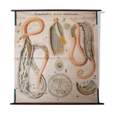 Affiche vintage du début du 20e siècle Paul Pfurtscheller zoologiques mur graphique, ver