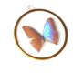 Round showcase frame, naturalized butterfly blue Morpho, 60s