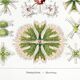 Poster about microscopic algae, based on an old lithograph