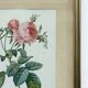 Floral illustration
