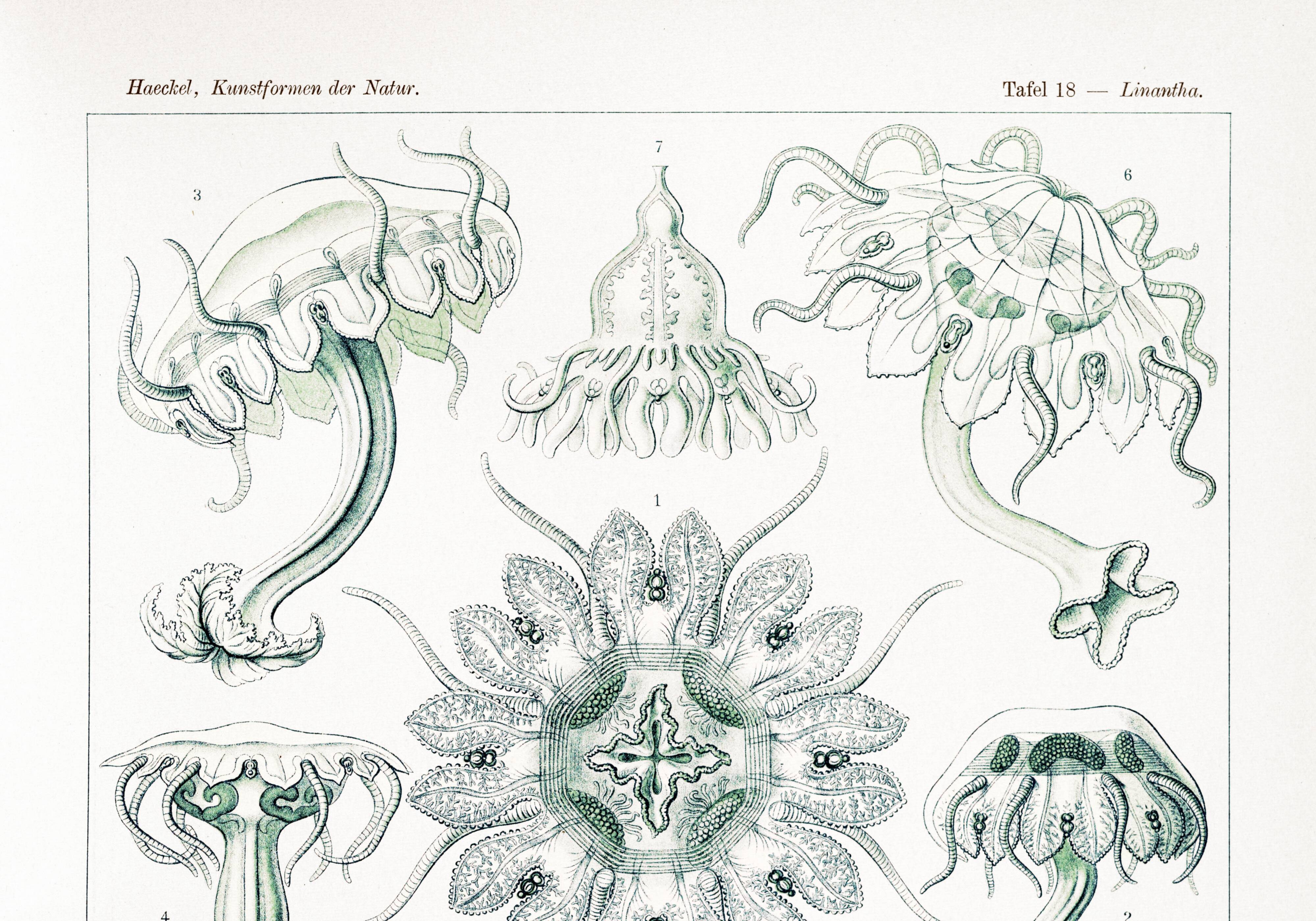 Poster about disc-shaped jellyfish, based on a lithograph