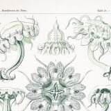 Poster about disc-shaped jellyfish, based on a lithograph