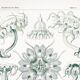 Poster about disc-shaped jellyfish, based on a lithograph