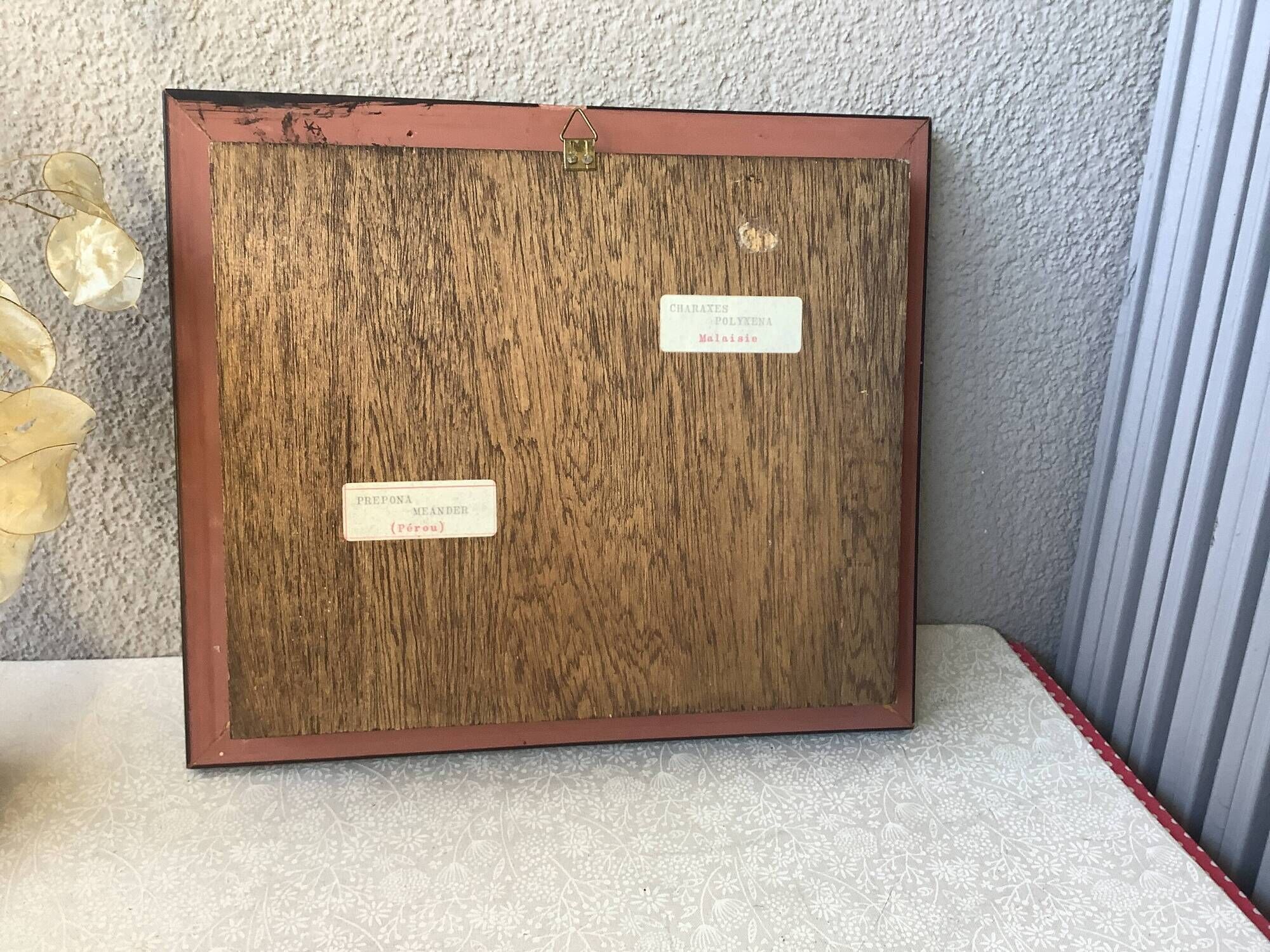 Vintage naturalized butterflies frame - cabinet of curiosities - taxidermy
