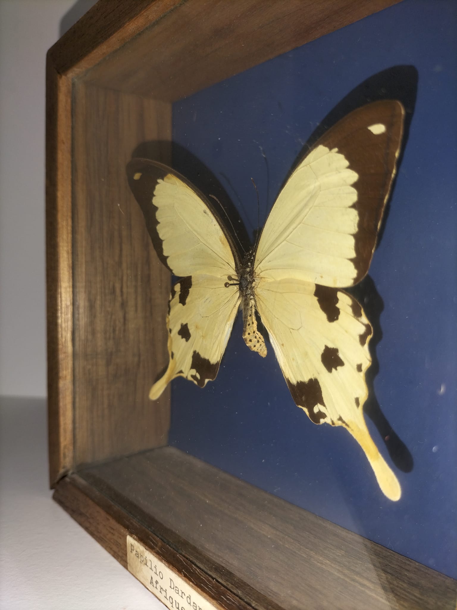 Butterfly frame Dardanus Central Africa