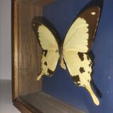 Butterfly frame Dardanus Central Africa