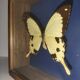 Cadre papillon Dardanus Afrique centrale