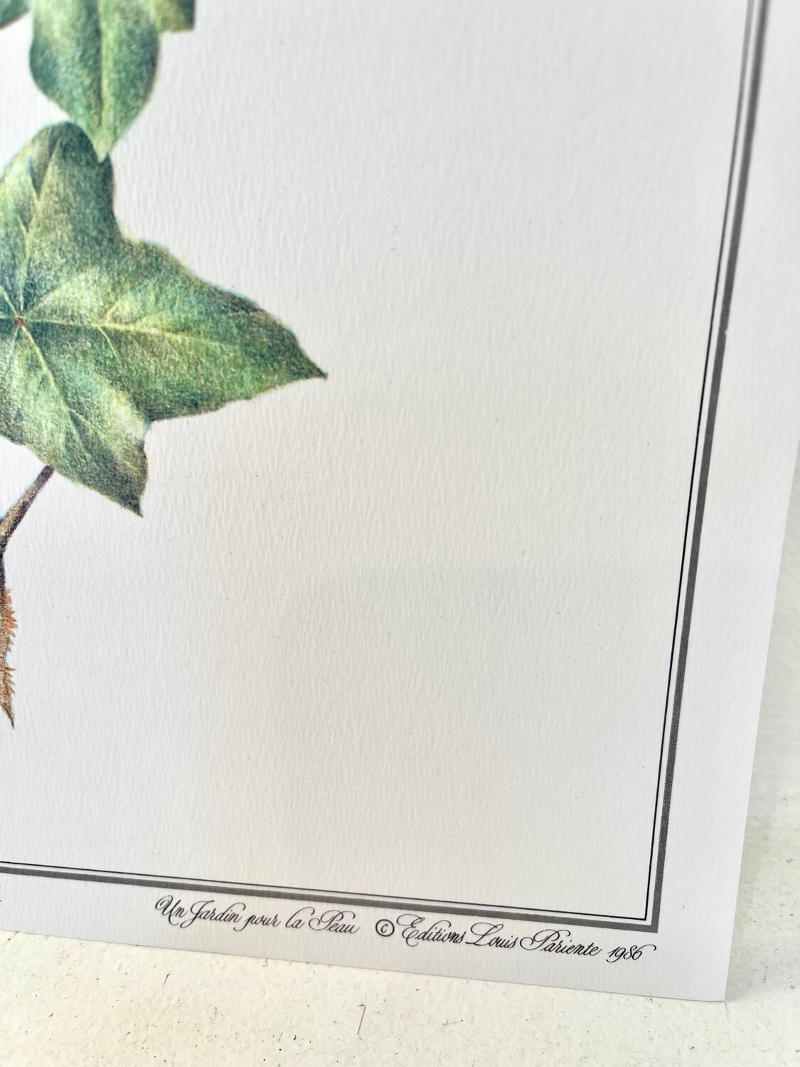 Botanical plate – Ivy – Louis Pariente, 1986