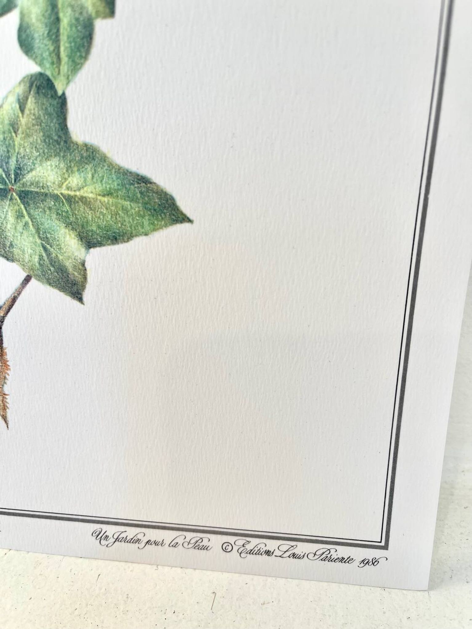 Botanical plate – Ivy – Louis Pariente, 1986